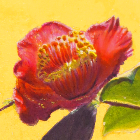 Camellia