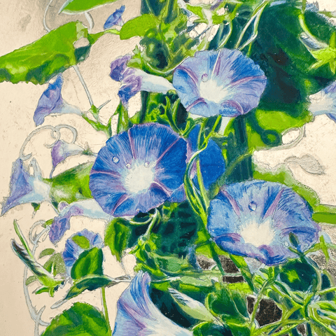 morning glory (F4)