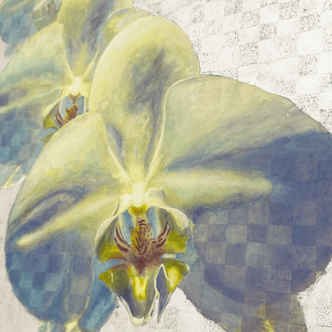Phalaenopsis orchid.png (S6)