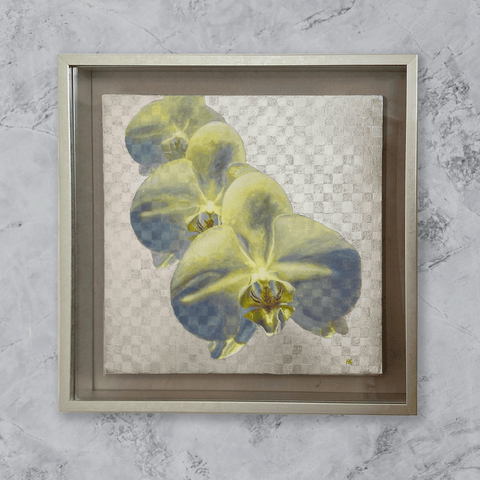 Phalaenopsis orchid.png (S6)
